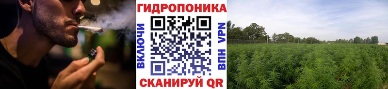 Конопля планчик Тимашёвск